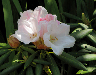 Rhododendron Garden Photos