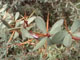 Berberis wilsoniae