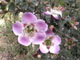 Leptospermum rotundifolium