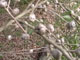 Leptospermum petersonii