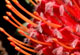 Leucospermum 'Scarlet Ribbon'