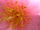 Camellia 'Queen Bee'