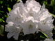 Rhododendron 'Helene Schiffner'