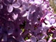 French lilac