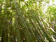 snakeskin bamboo