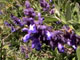 Salvia ssp.