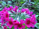 Primula japonica 'Pink'